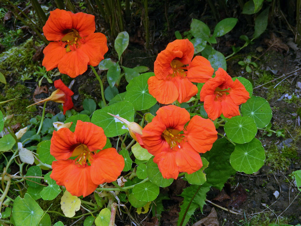 Lichořeřišnice větší (Tropaeolum majus L.)