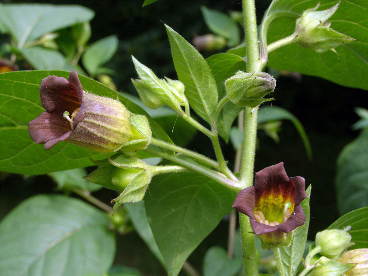 Rulík zlomocný (Atropa bella-donna L.)