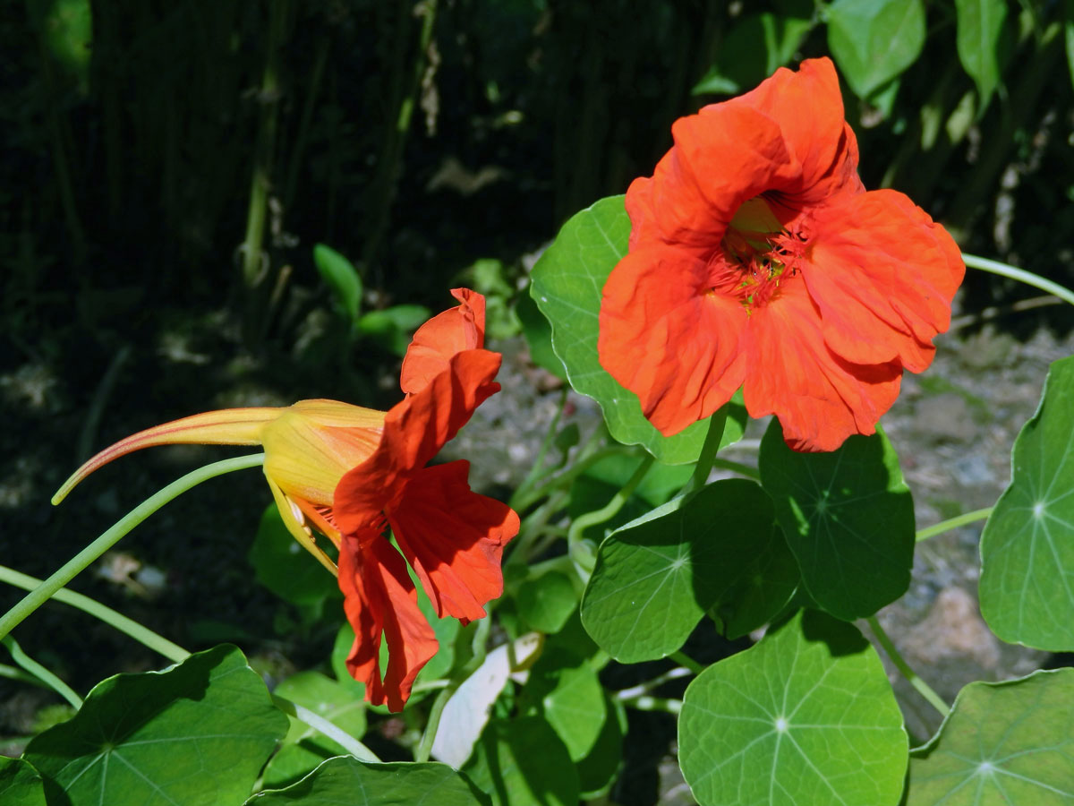 Lichořeřišnice větší (Tropaeolum majus L.)