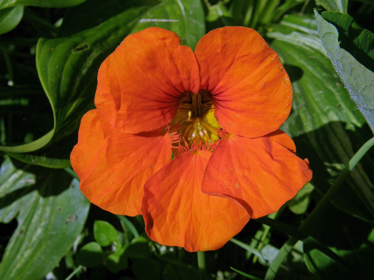 Lichořeřišnice větší (Tropaeolum majus L.)