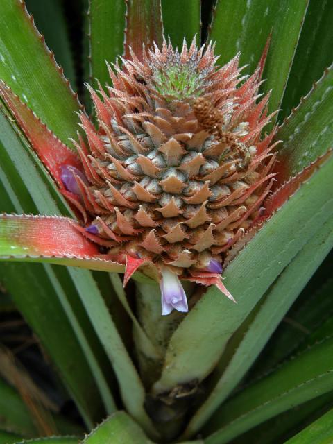 Ananasovník chocholatý (Ananas comosus (L.) Merr.)