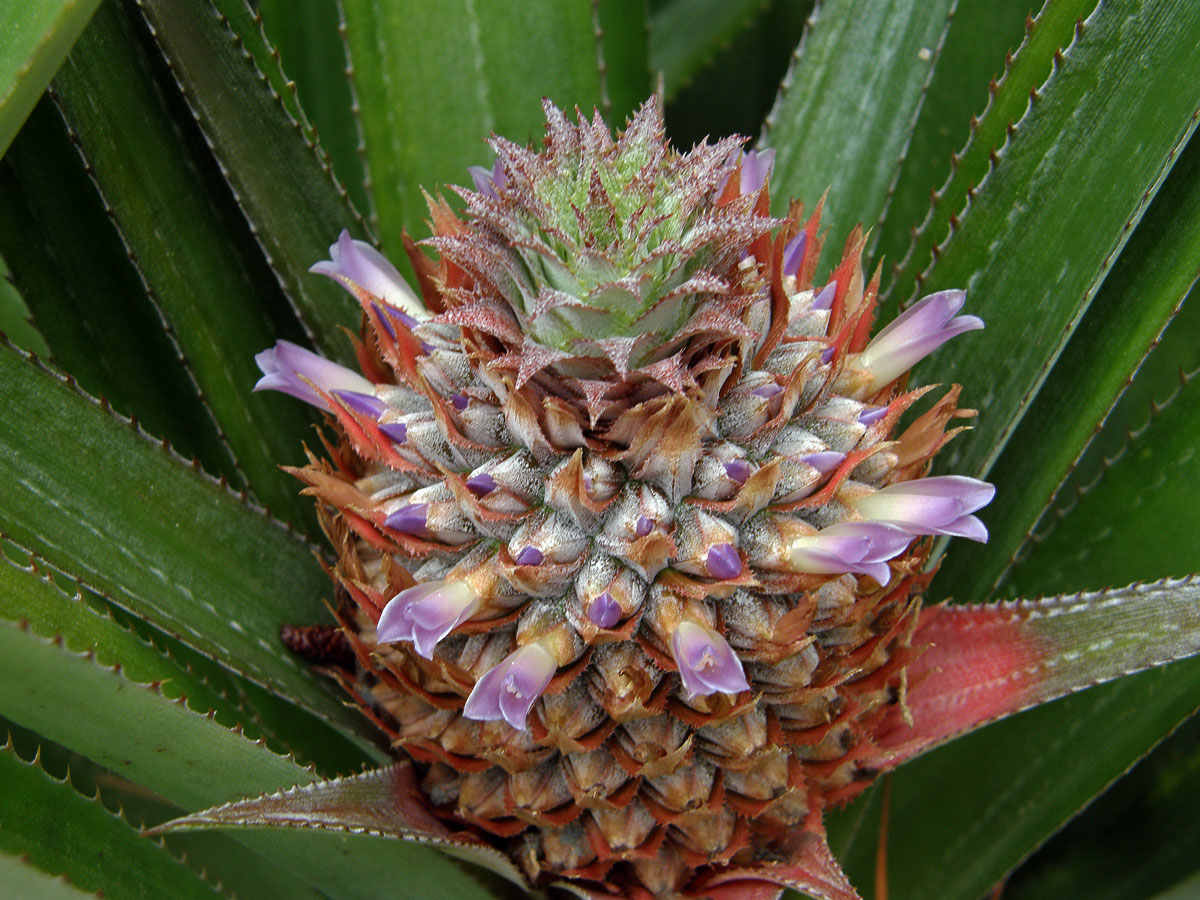 Ananasovník chocholatý (Ananas comosus (L.) Merr.)