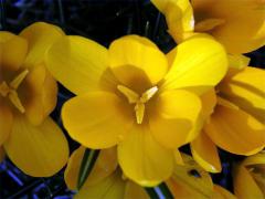 Šafrán žlutý (Crocus flavus West.)