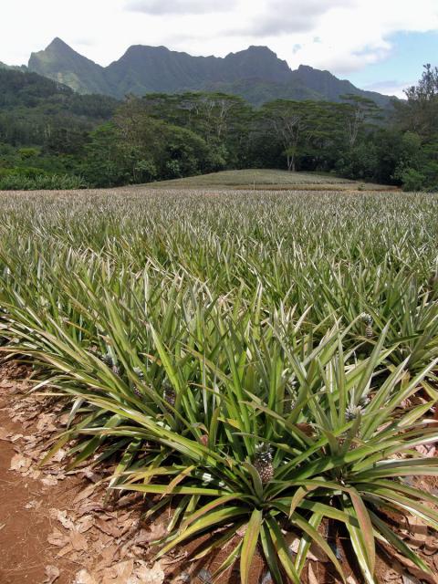 Ananasovník chocholatý (Ananas comosus (L.) Merr.)