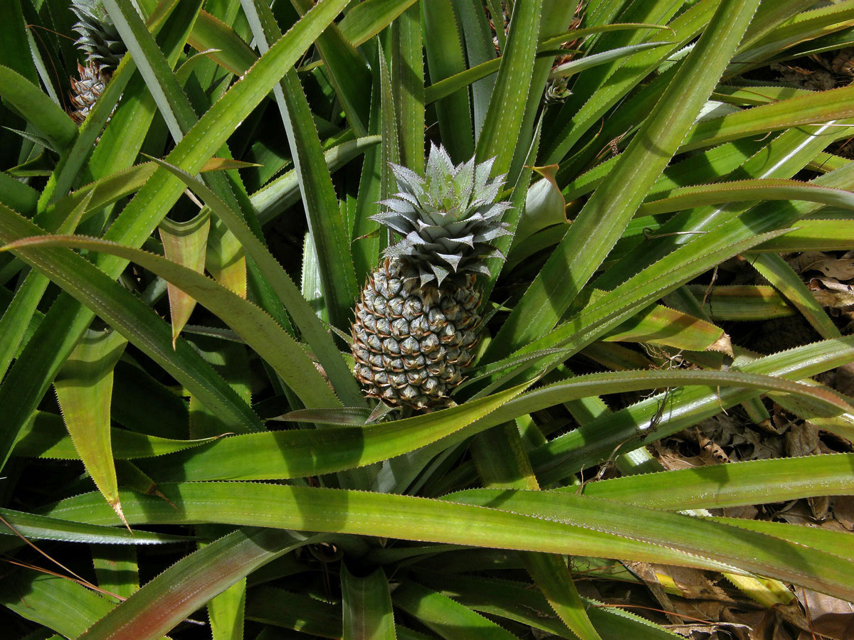 Ananasovník chocholatý (Ananas comosus (L.) Merr.)