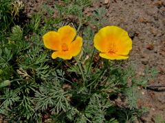 Sluncovka kalifornská (Eschscholzia californica Cham.)