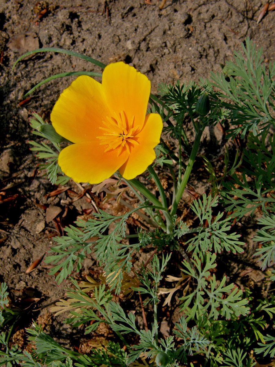 Sluncovka kalifornská (Eschscholzia californica Cham.)