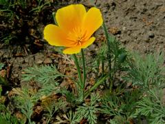 Sluncovka kalifornská (Eschscholzia californica Cham.)