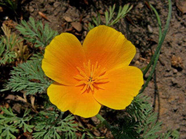 Sluncovka kalifornská (Eschscholzia californica Cham.)