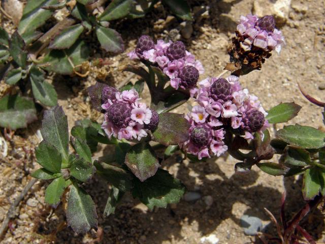 Phyla nodiflora (L.) Greene