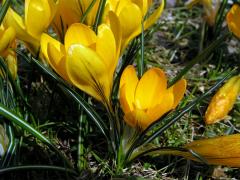 Šafrán žlutý (Crocus flavus West.)