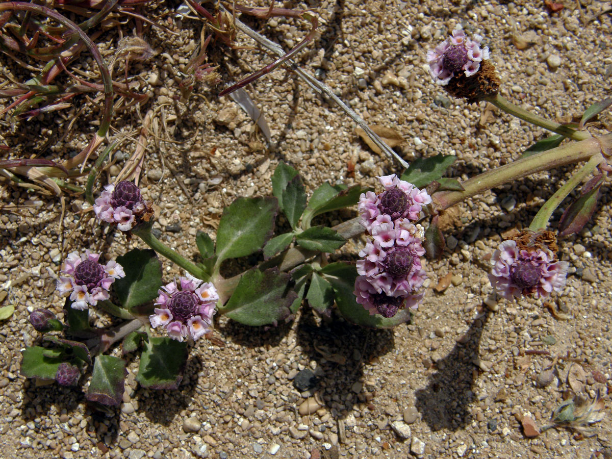 Phyla nodiflora (L.) Greene