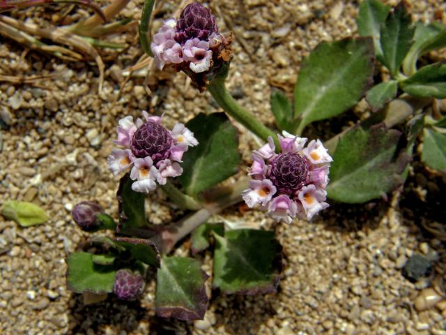 Phyla nodiflora (L.) Greene