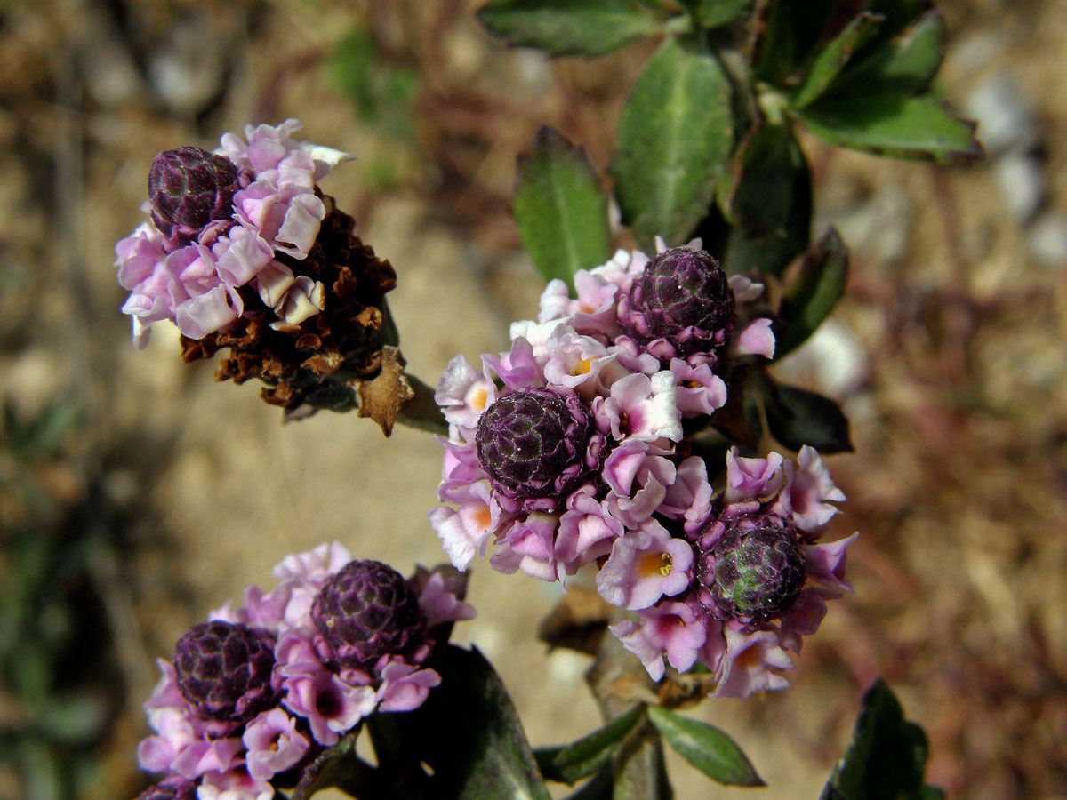 Phyla nodiflora (L.) Greene