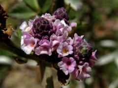 Phyla nodiflora (L.) Greene