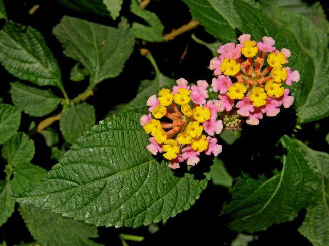 Lantána (Lantana camara L.)