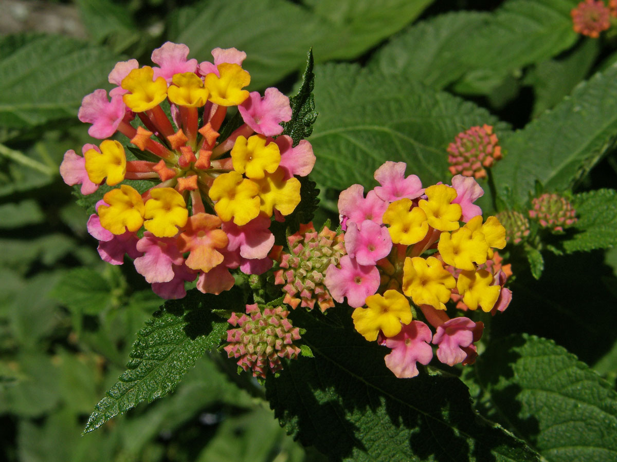 Lantána (Lantana camara L.)