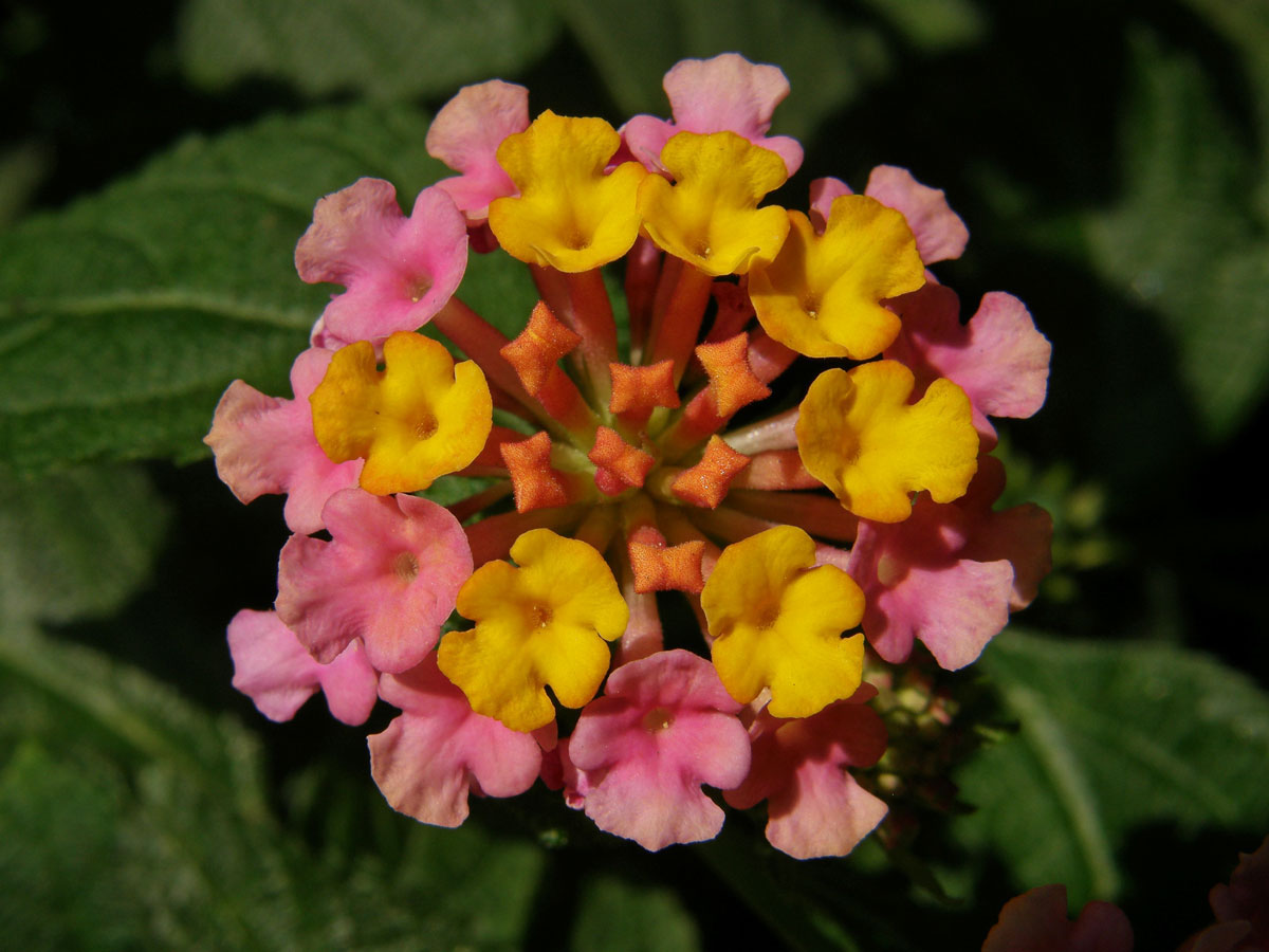 Lantána (Lantana camara L.)