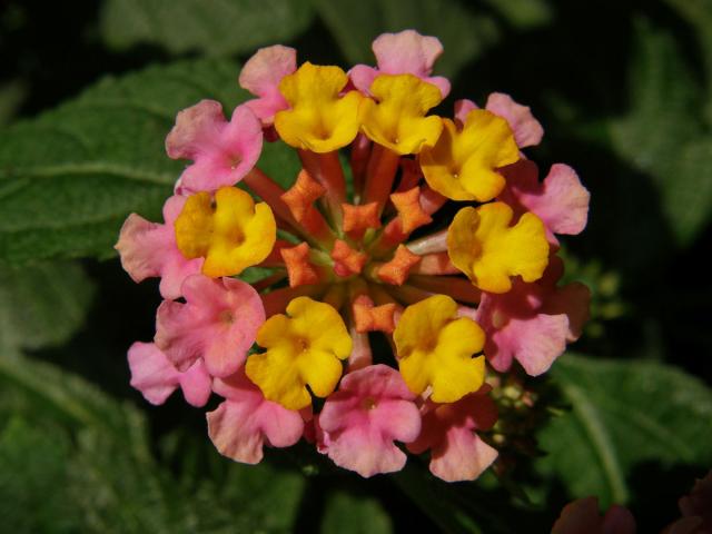 Lantána (Lantana camara L.)