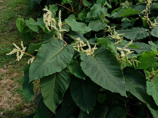 Křídlatka sachalinská (Reynoutria sachalinensis (Friedr. Schmidt) Nakai)