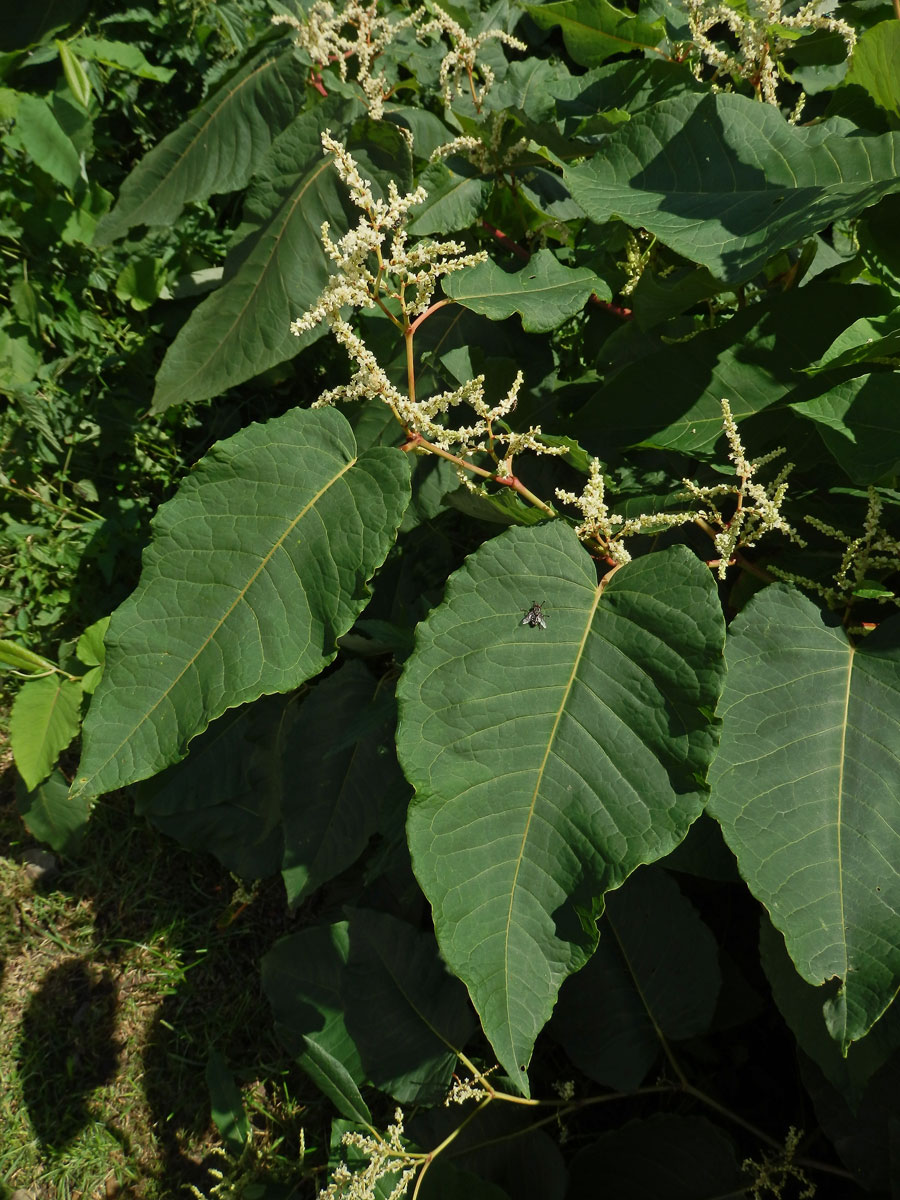 Křídlatka sachalinská (Reynoutria sachalinensis (Friedr. Schmidt) Nakai)