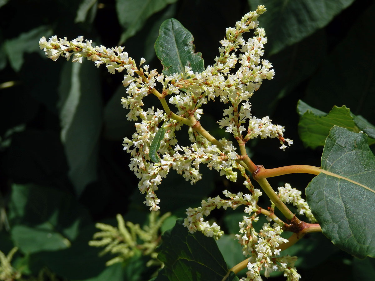 Křídlatka sachalinská (Reynoutria sachalinensis (Friedr. Schmidt) Nakai)