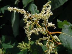 Křídlatka sachalinská (Reynoutria sachalinensis (Friedr. Schmidt) Nakai)