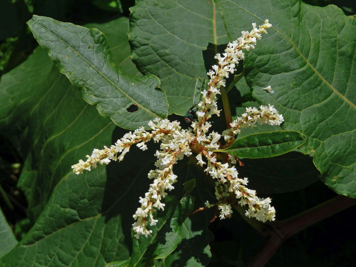 Křídlatka sachalinská (Reynoutria sachalinensis (Friedr. Schmidt) Nakai)