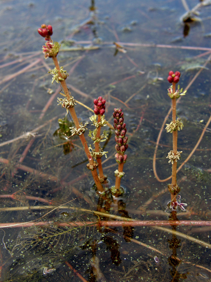 Stolístek klasnatý (Myriophyllum spicatum L.)