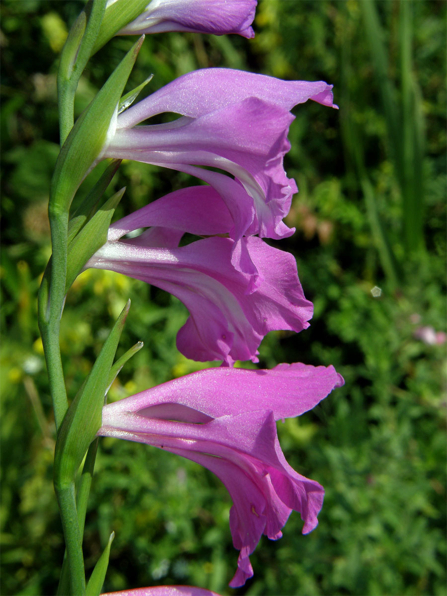 Mečík střechovitý (Gladiolus imbricatus L.)