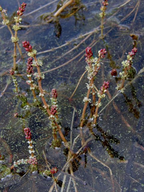 Stolístek klasnatý (Myriophyllum spicatum L.)