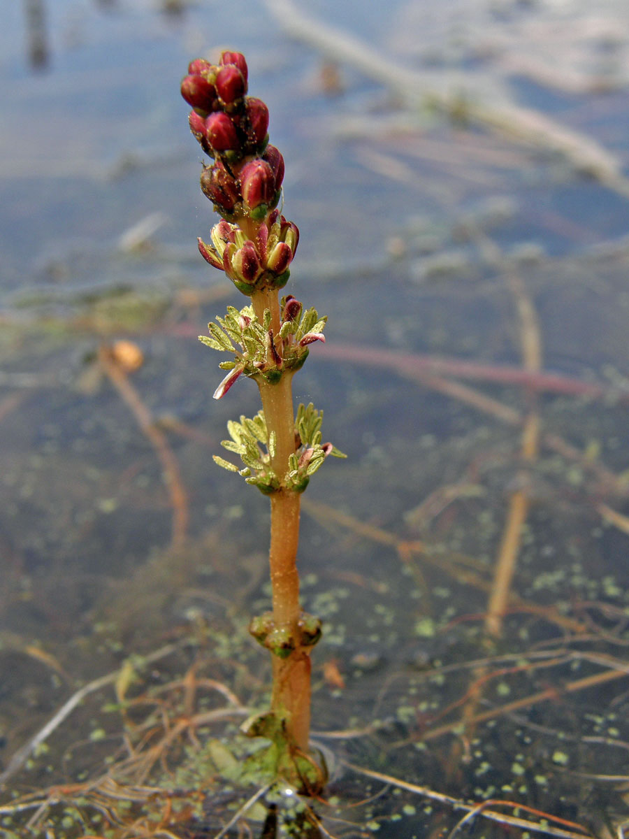 Stolístek klasnatý (Myriophyllum spicatum L.)