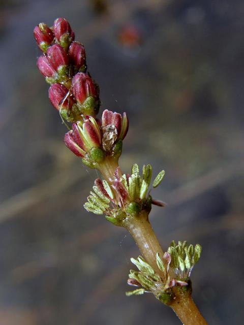 Stolístek klasnatý (Myriophyllum spicatum L.)