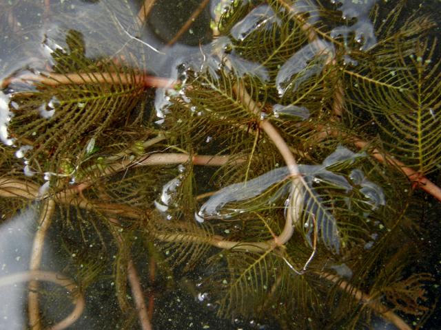 Stolístek klasnatý (Myriophyllum spicatum L.)