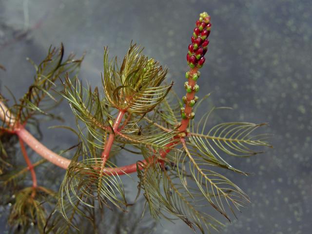 Stolístek klasnatý (Myriophyllum spicatum L.)