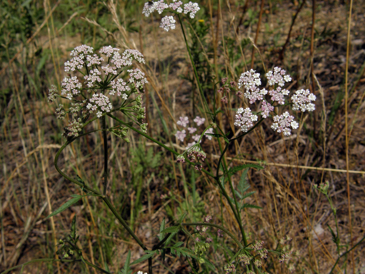 Tořice japonská (Torilis japonica (Houtt.) DC.)