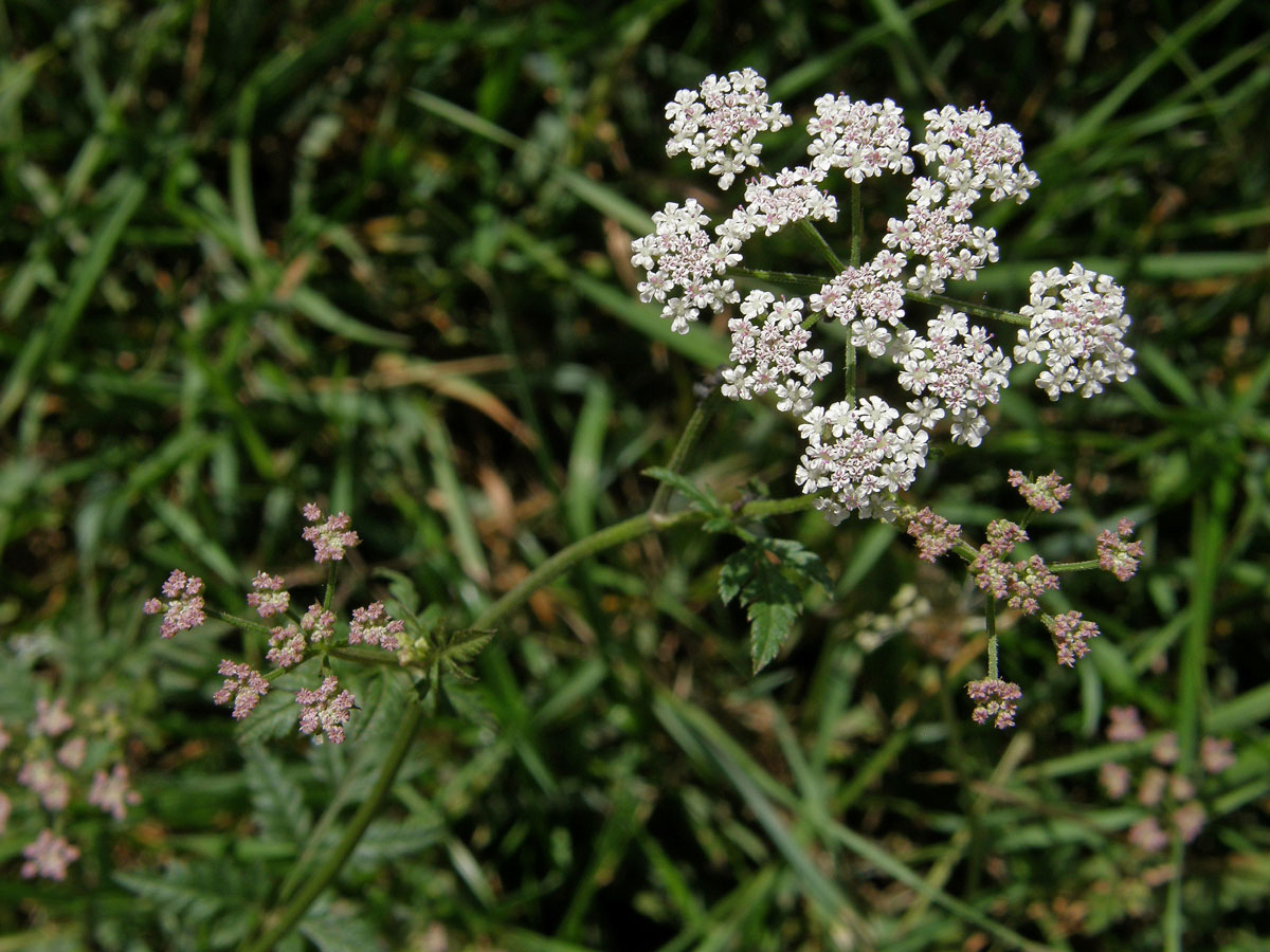 Tořice japonská (Torilis japonica (Houtt.) DC.)