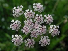 Tořice japonská (Torilis japonica (Houtt.) DC.)