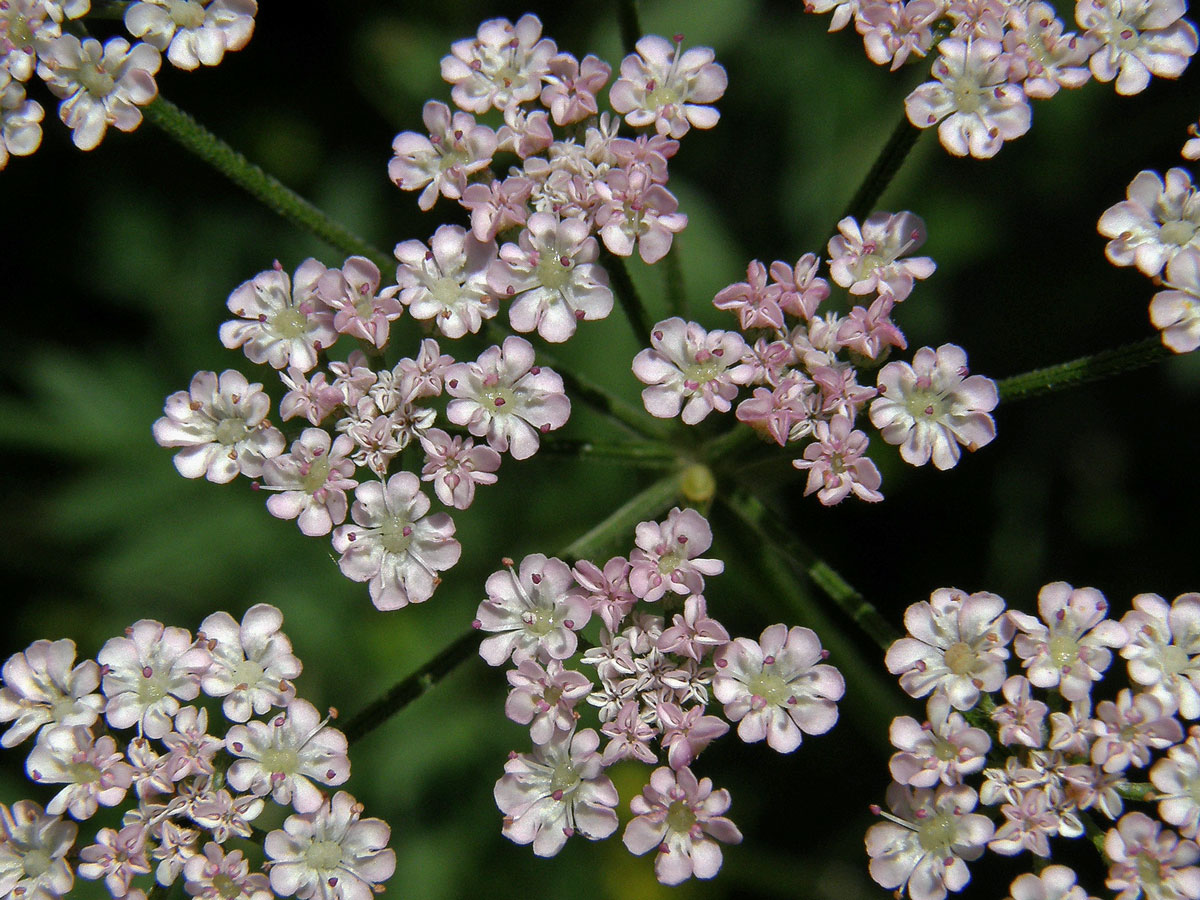 Tořice japonská (Torilis japonica (Houtt.) DC.)