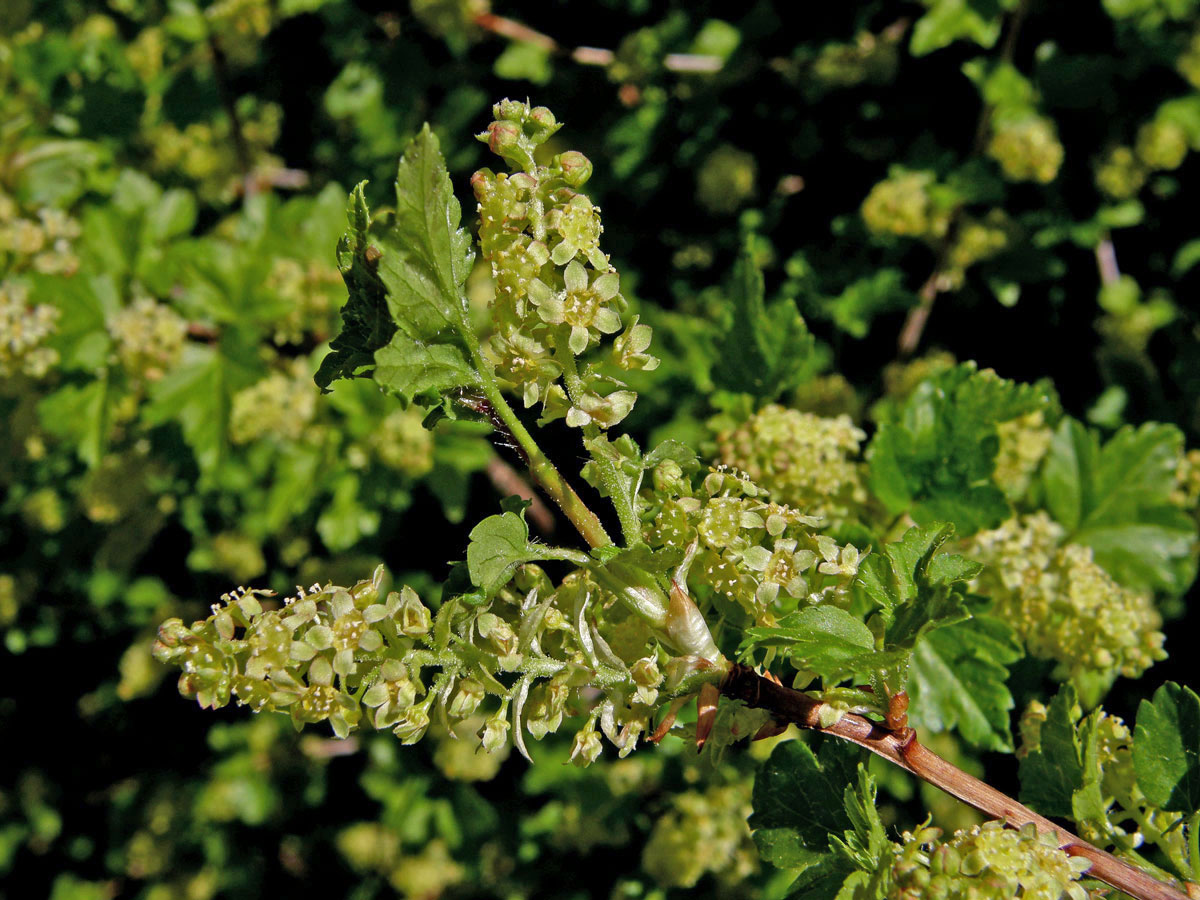 Rybíz alpínský (Ribes alpinum L.)