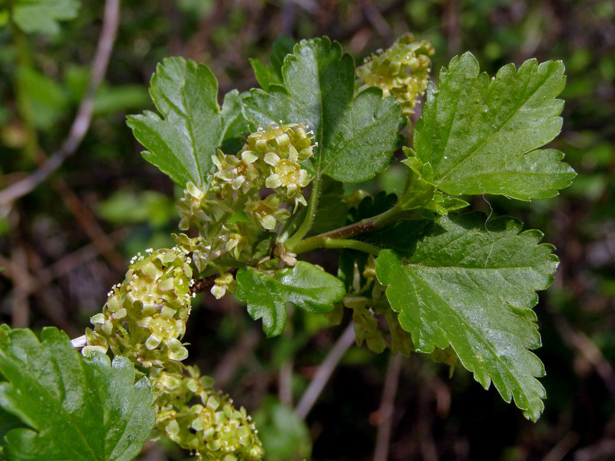 Rybíz alpínský (Ribes alpinum L.)