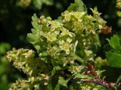 Rybíz alpínský (Ribes alpinum L.)