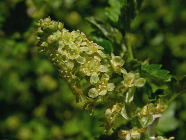 Rybíz alpínský (Ribes alpinum L.)