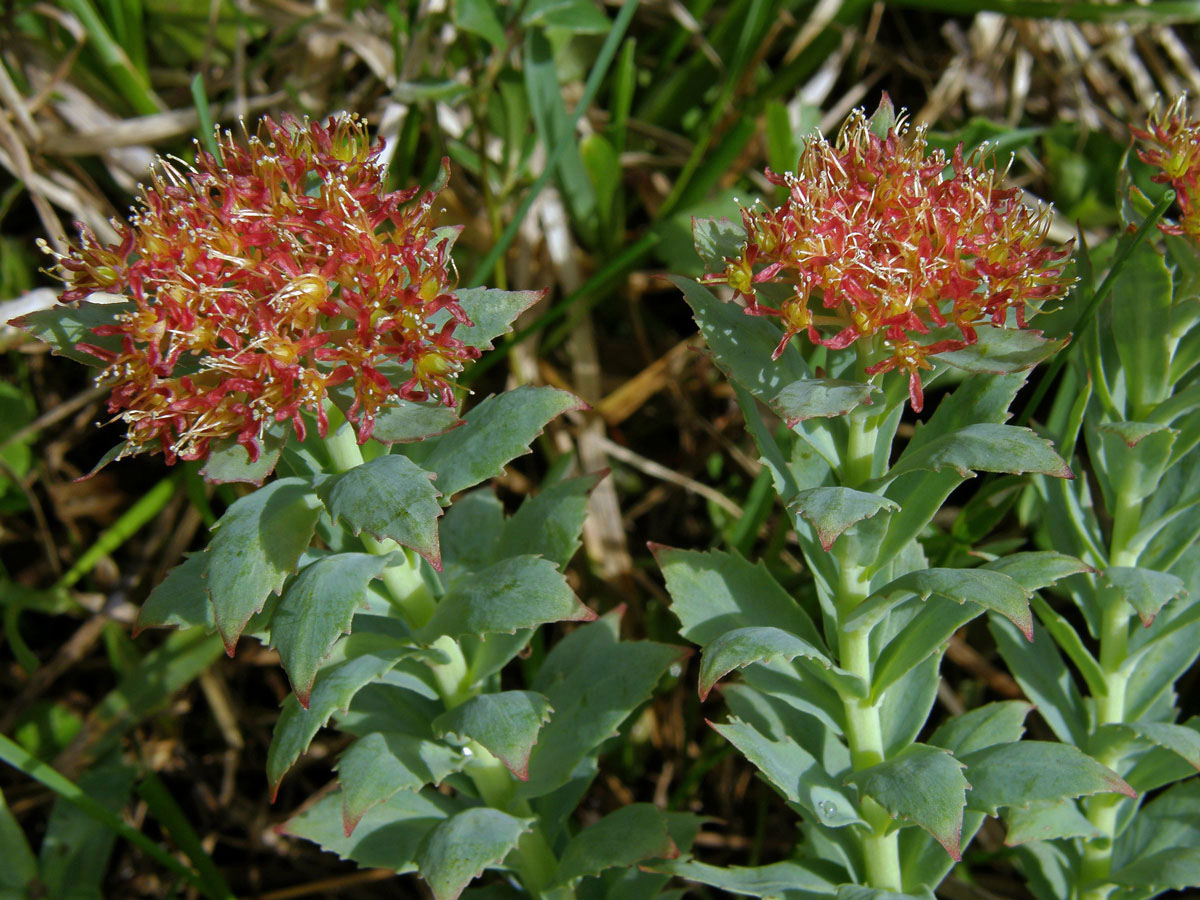 Rozchodnice růžová (Rhodiola rosea L.)