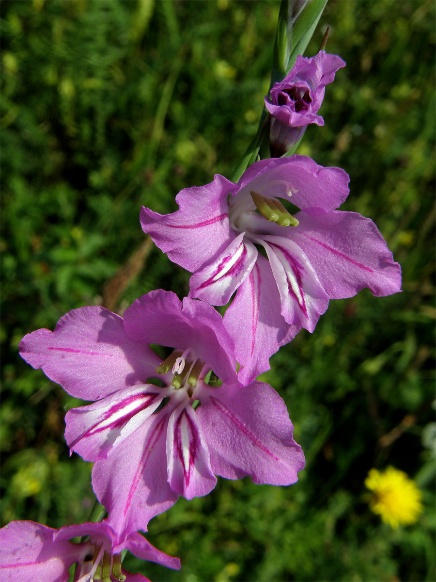 Mečík střechovitý (Gladiolus imbricatus L.)