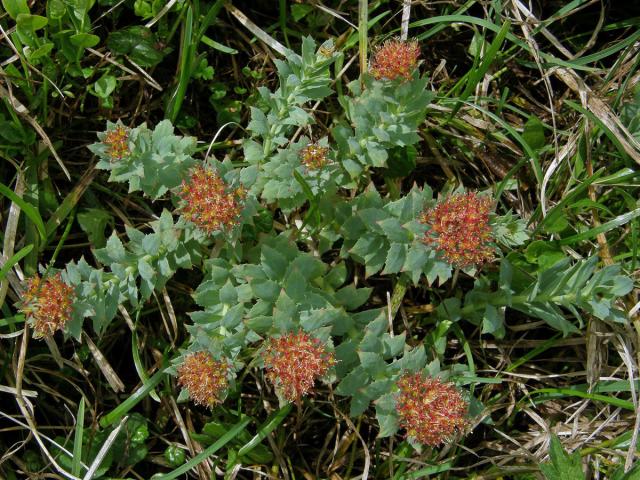 Rozchodnice růžová (Rhodiola rosea L.)