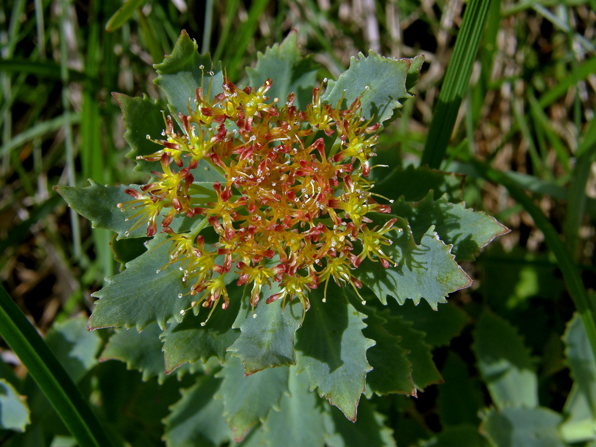 Rozchodnice růžová (Rhodiola rosea L.)