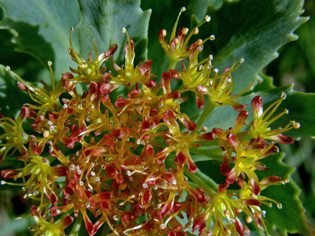 Rozchodnice růžová (Rhodiola rosea L.)