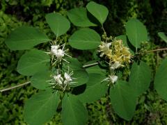 Zimolez obyčejný (Lonicera xylosteum L.)