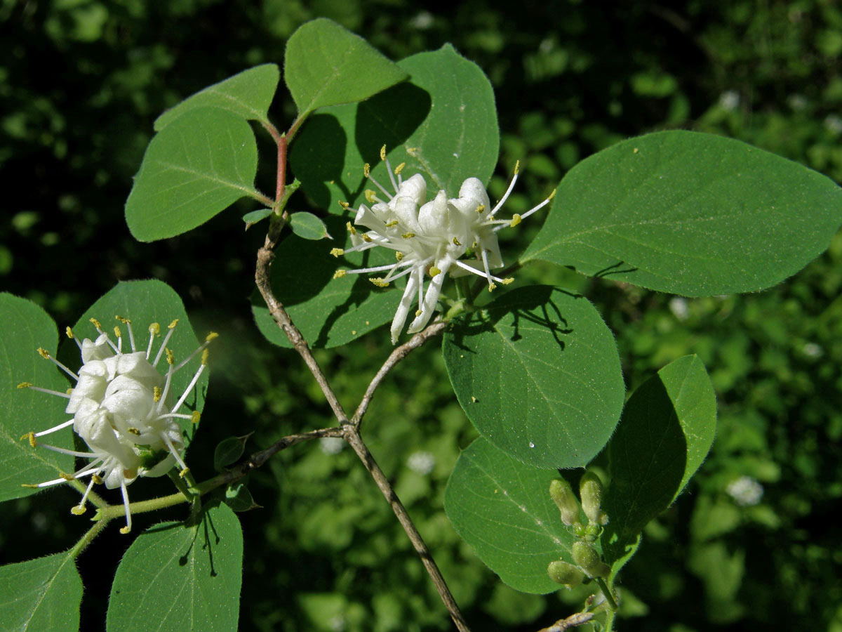 Zimolez obyčejný (Lonicera xylosteum L.)